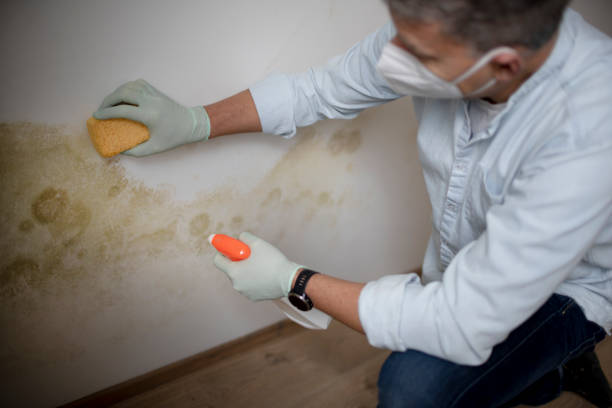 Best Residential Mold Removal  in Vero Beach, FL